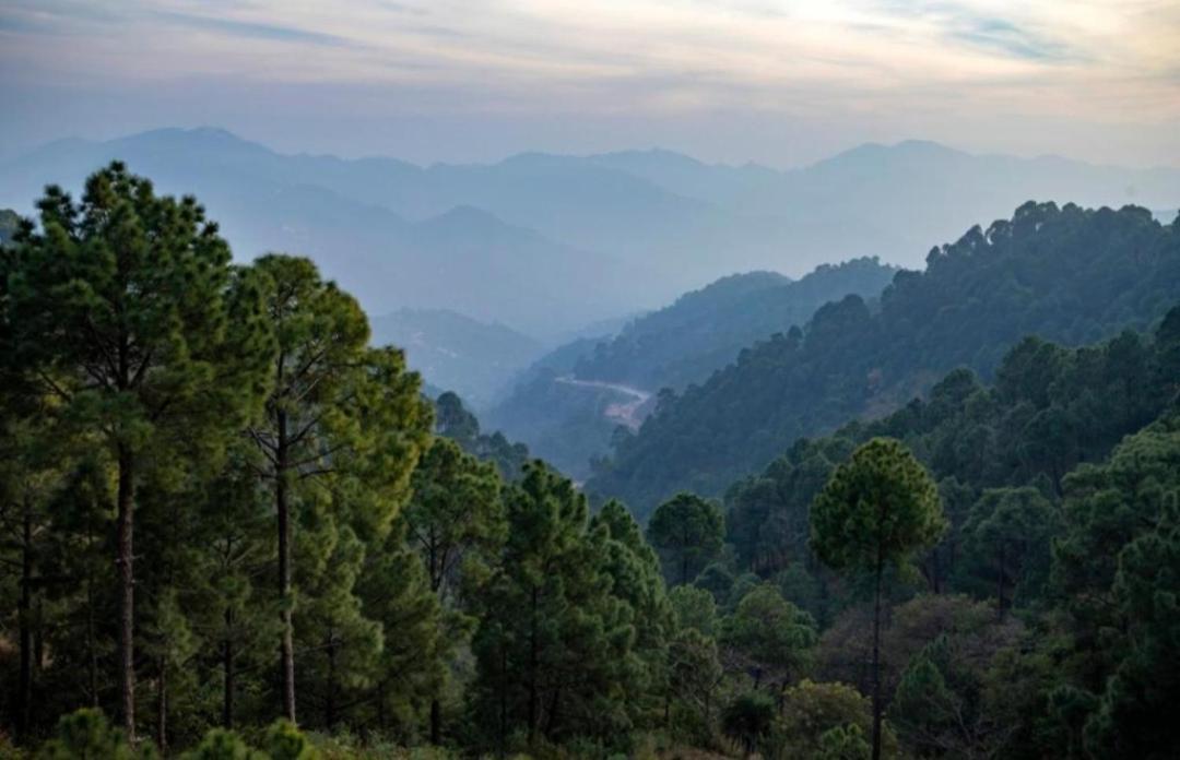 The Heritage Home Kasauli I Pine View Serviced Villa I Best Seller I Vacations I Family Events I Sky Bonfire I Kasauli By Exotic Stays Exterior photo